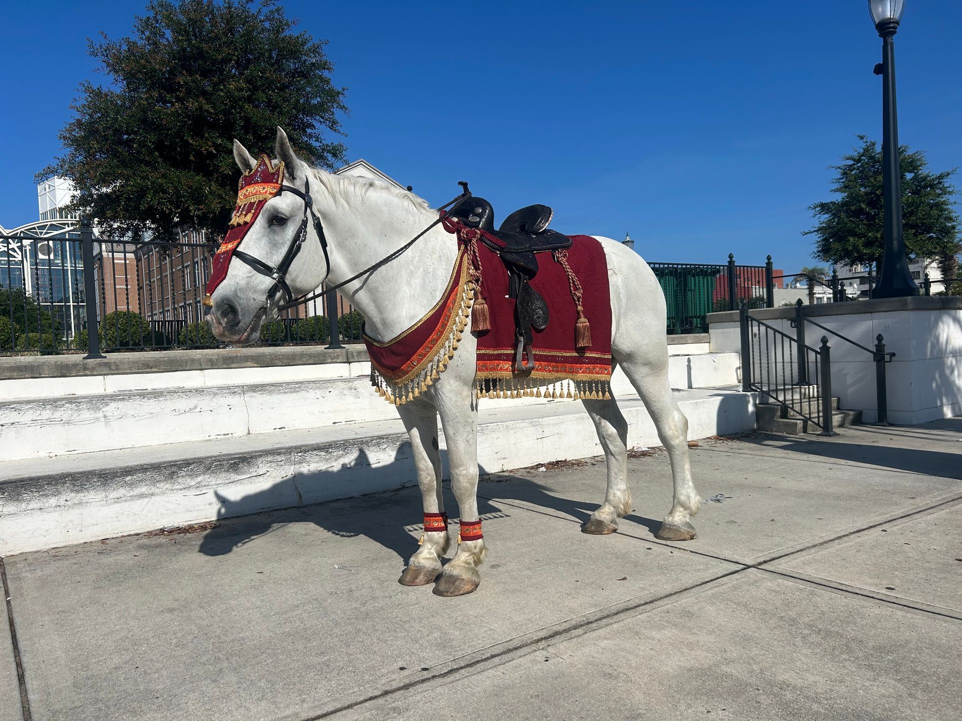 White horse in red saddle blanket standing on a sunny street beside a white wall and lamppost