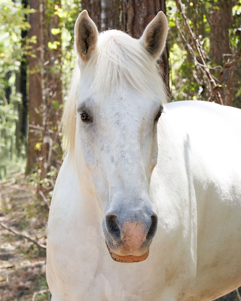 White horse wearing a black bridle with a yellow flower, standing outdoors against a blurred tree-lined background