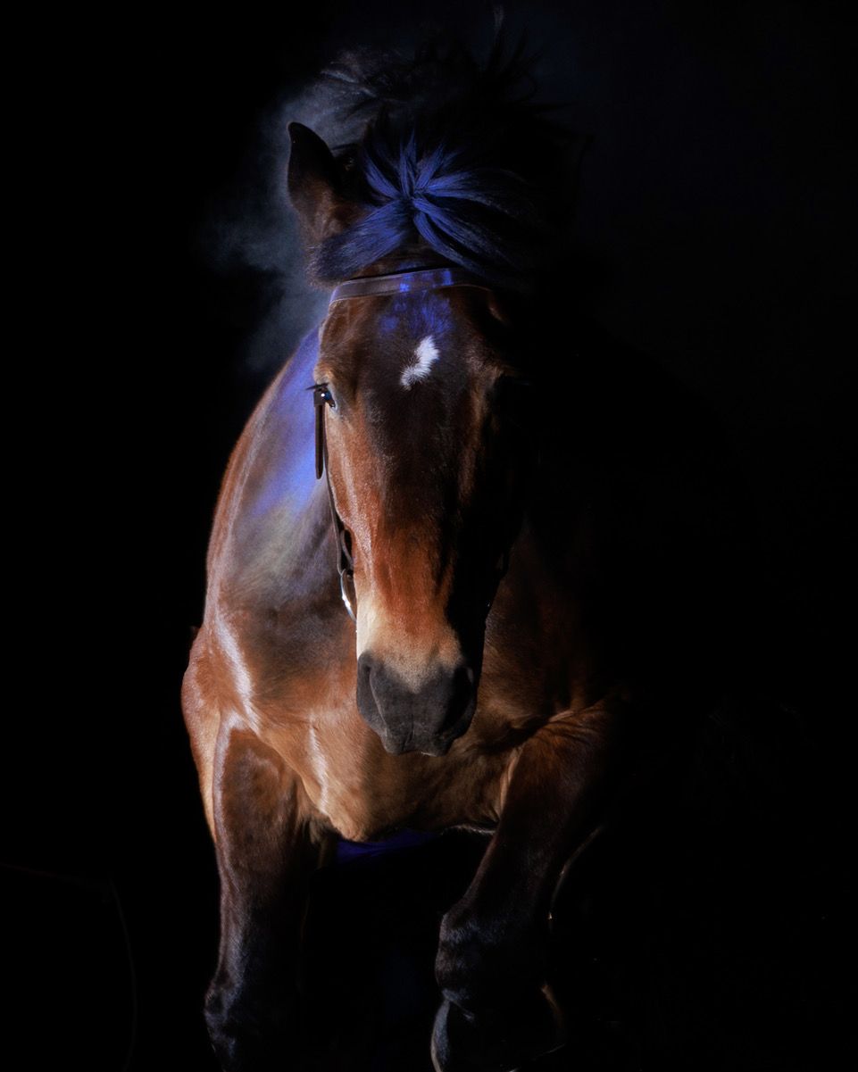White horse wearing a black bridle with a yellow flower, standing outdoors against a blurred tree-lined background