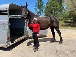 Person in red shirt standing beside a large horse at a trailer in a sunny outdoor area