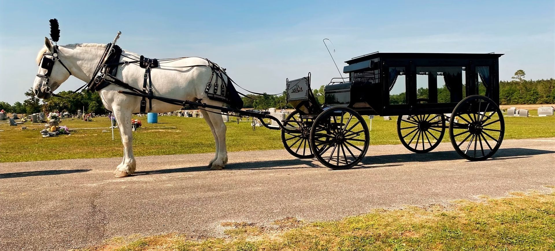 White horse pulling a black carriage on a gravel path in a sunny field