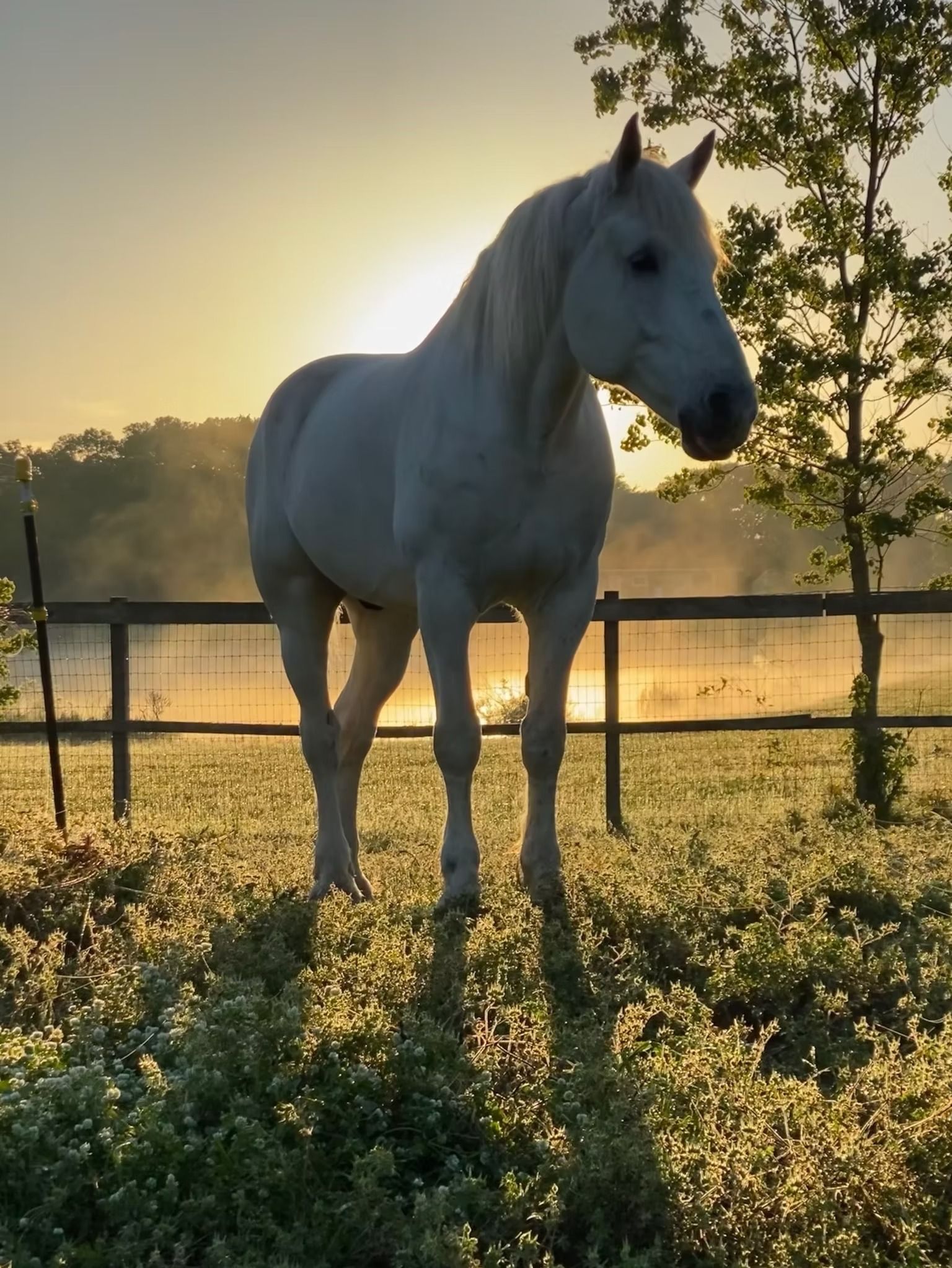 White horse standing in a sunlit field at sunrise, with trees and a fence in the background