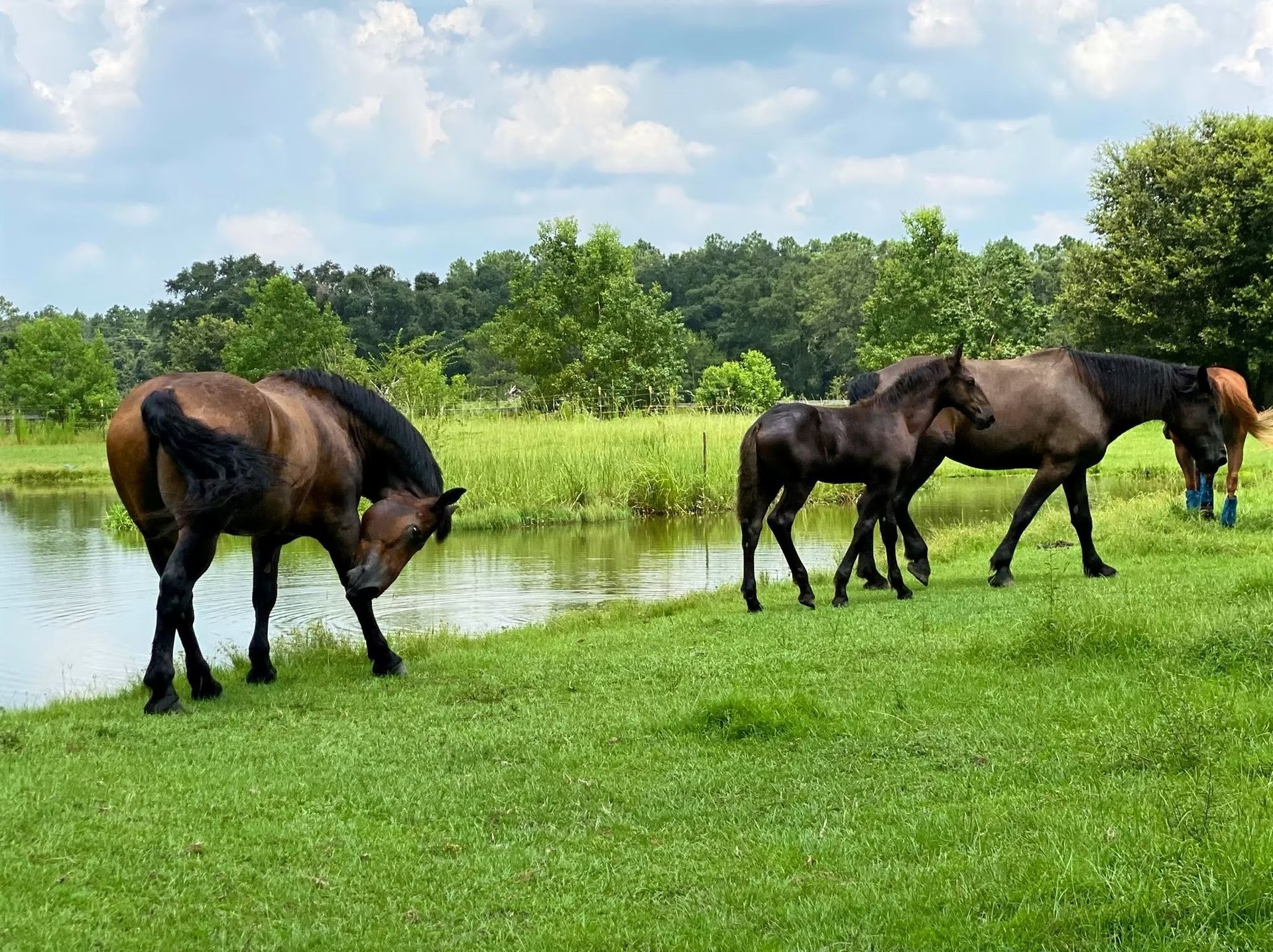 Three horses grazing by a pond in a green pasture under a partly cloudy sky