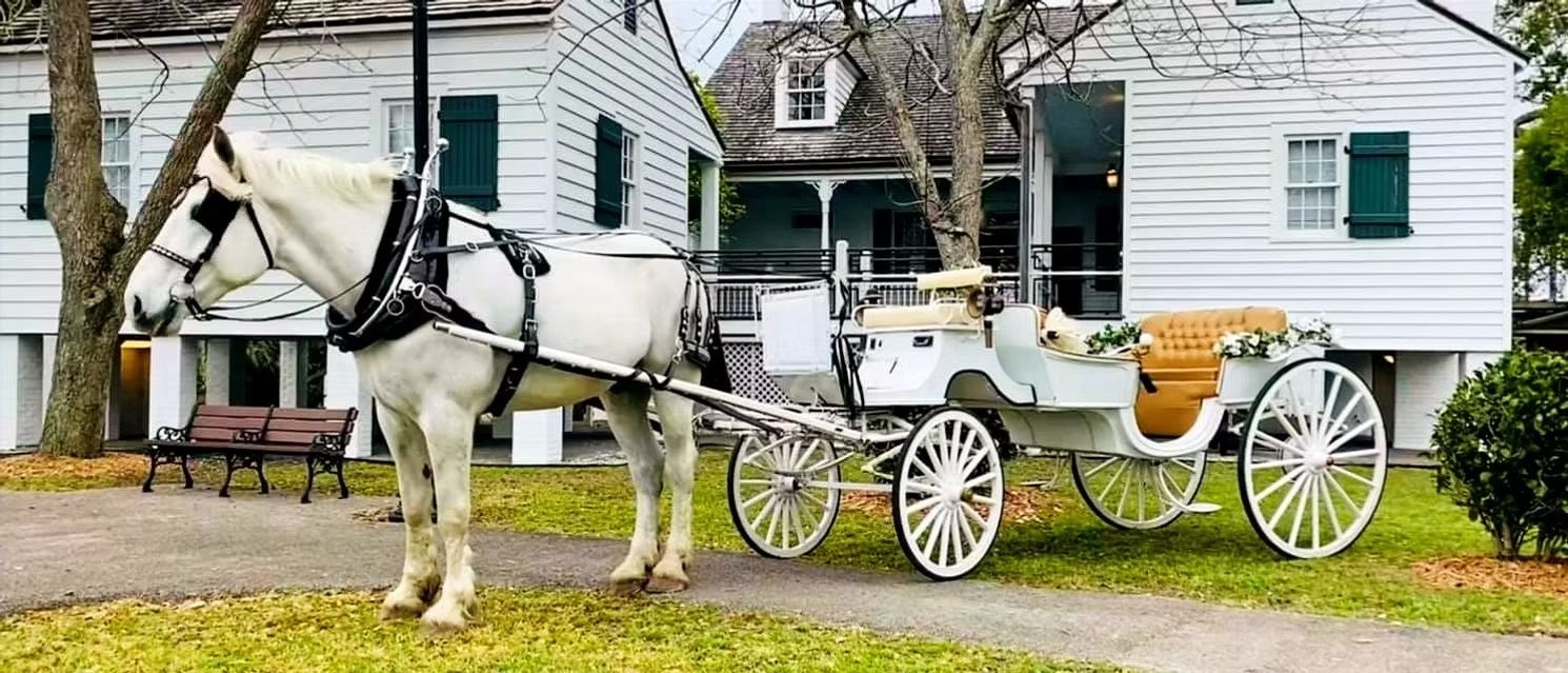 White horse pulling a cream carriage in front of houses, with a person seated inside
