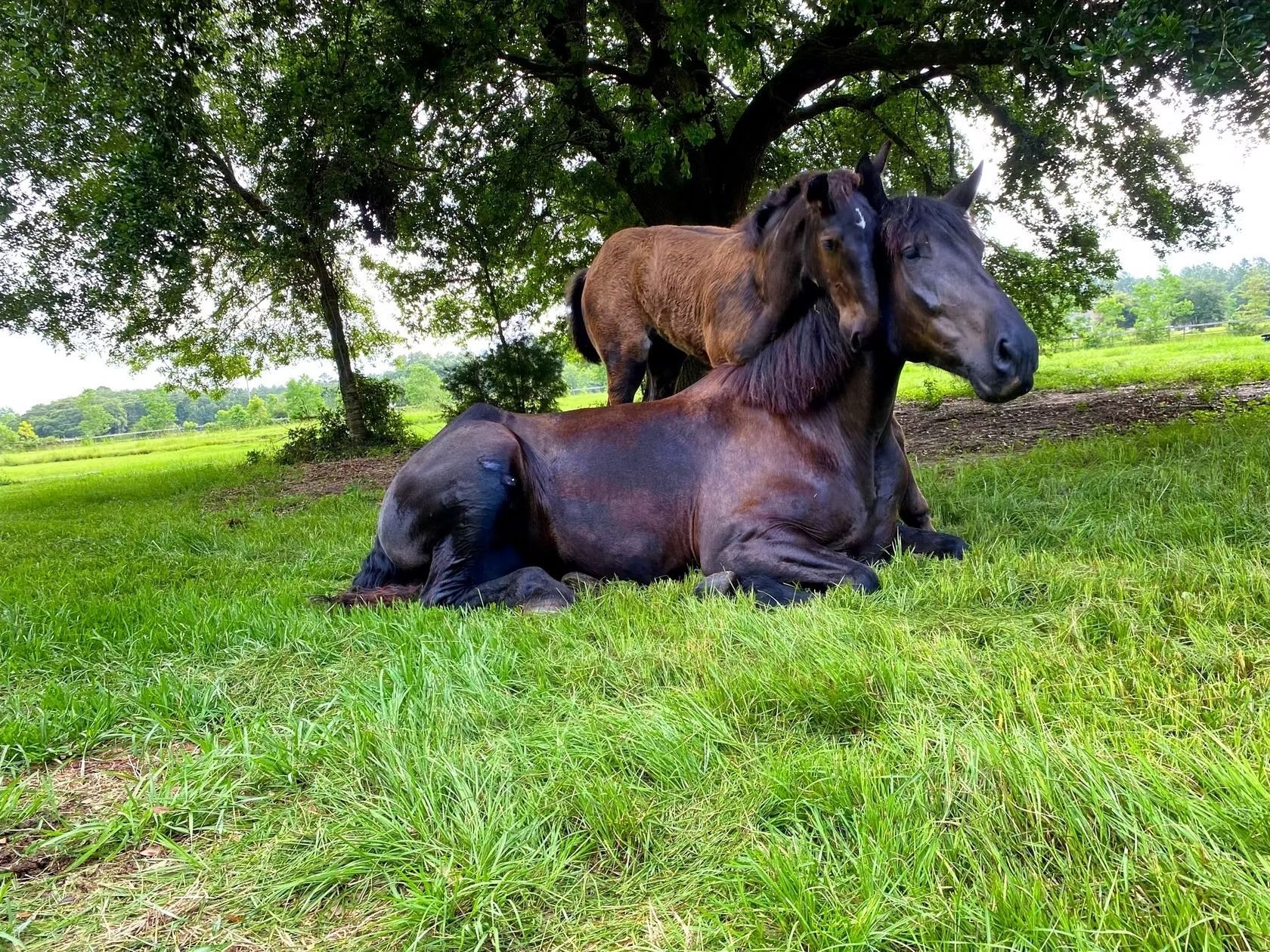 Two brown horses resting in a grassy field beneath a tree