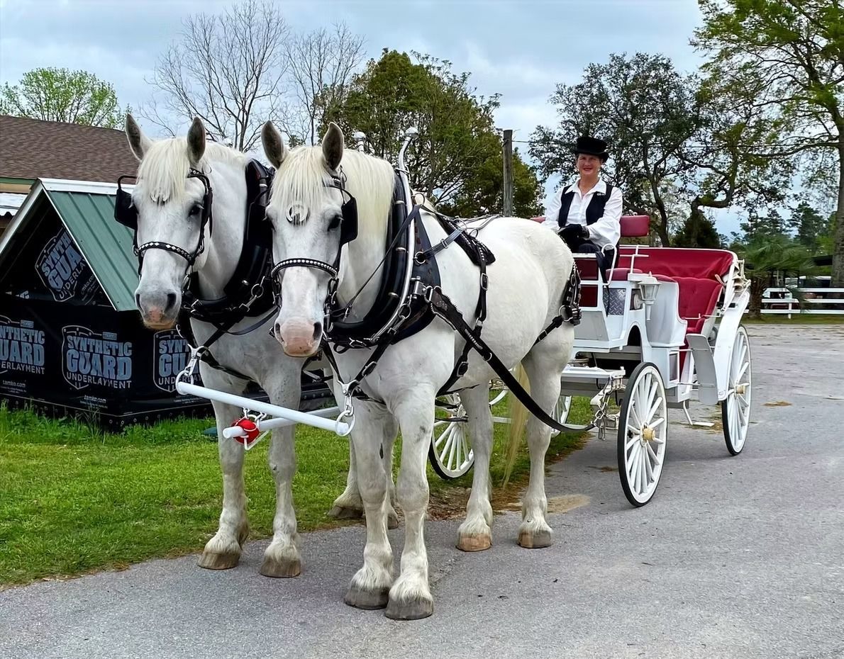 Two white draft horses pulling a white carriage with a driver on a country road