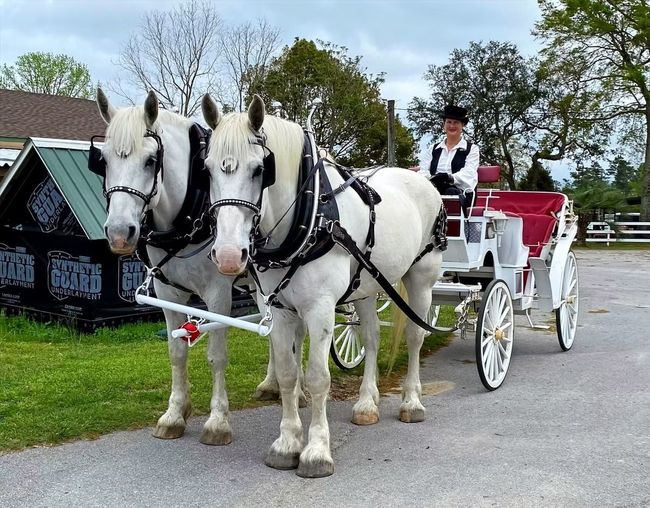 Two white horses pulling a white carriage with a driver on a rural road