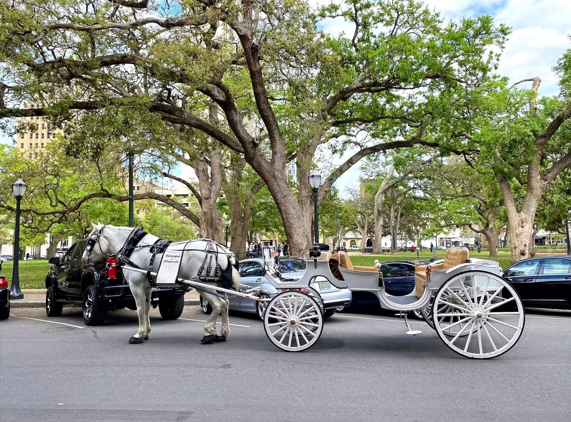 Horse-drawn carriage on a tree-lined city street, with a driver and parked cars nearby.