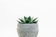 A small succulent plant in a concrete pot on a white background.