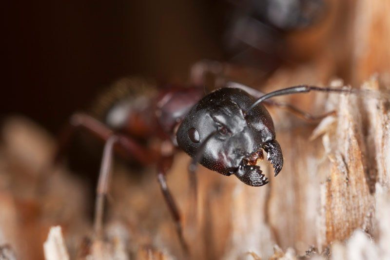A black ant is sitting on a piece of wood.