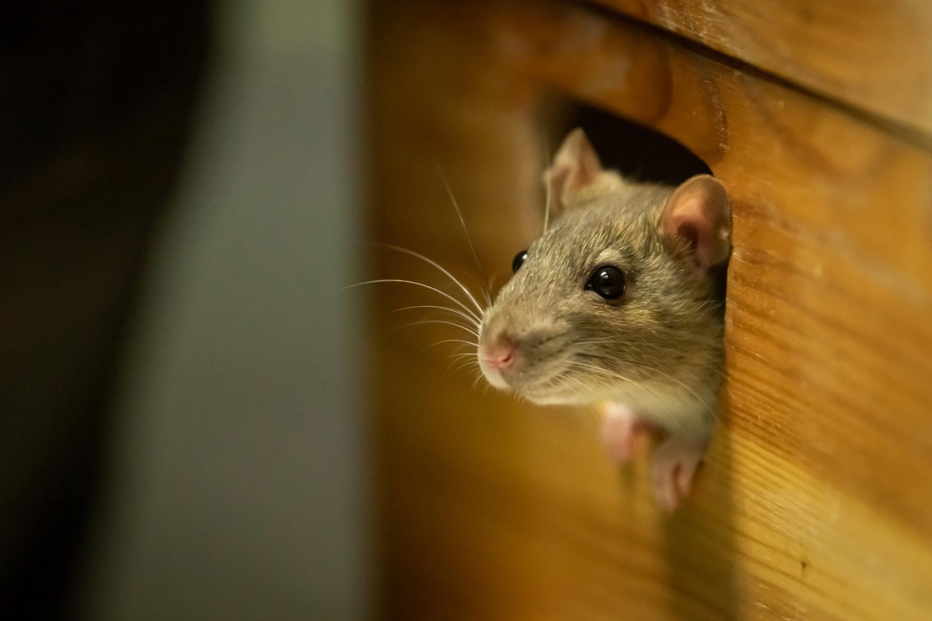 A mouse is peeking out of a hole in a wooden box.