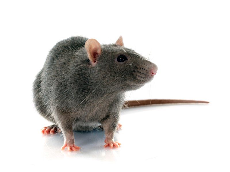 A gray rat is sitting on a white surface and looking at the camera.