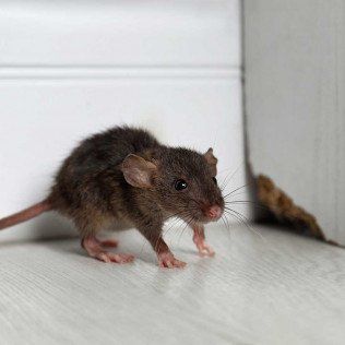 Pest control services for homes in Huntsville AL by Pest King