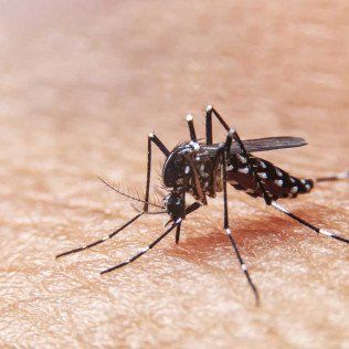 Mosquito spraying by Pest King in residential backyard Madison, AL