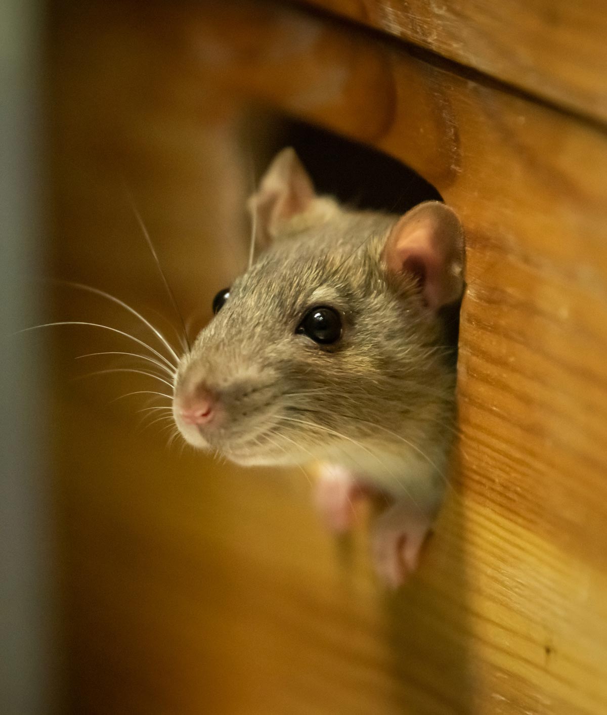 Rat control by Pest King, Huntsville AL