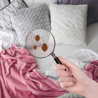 Bed bug extermination services by Pest King in Madison, AL residence