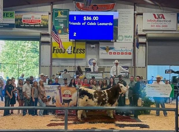 Calf show ring with handlers, spectators, and blue auction board displaying $36.00 for Friends of Caleb Leonard