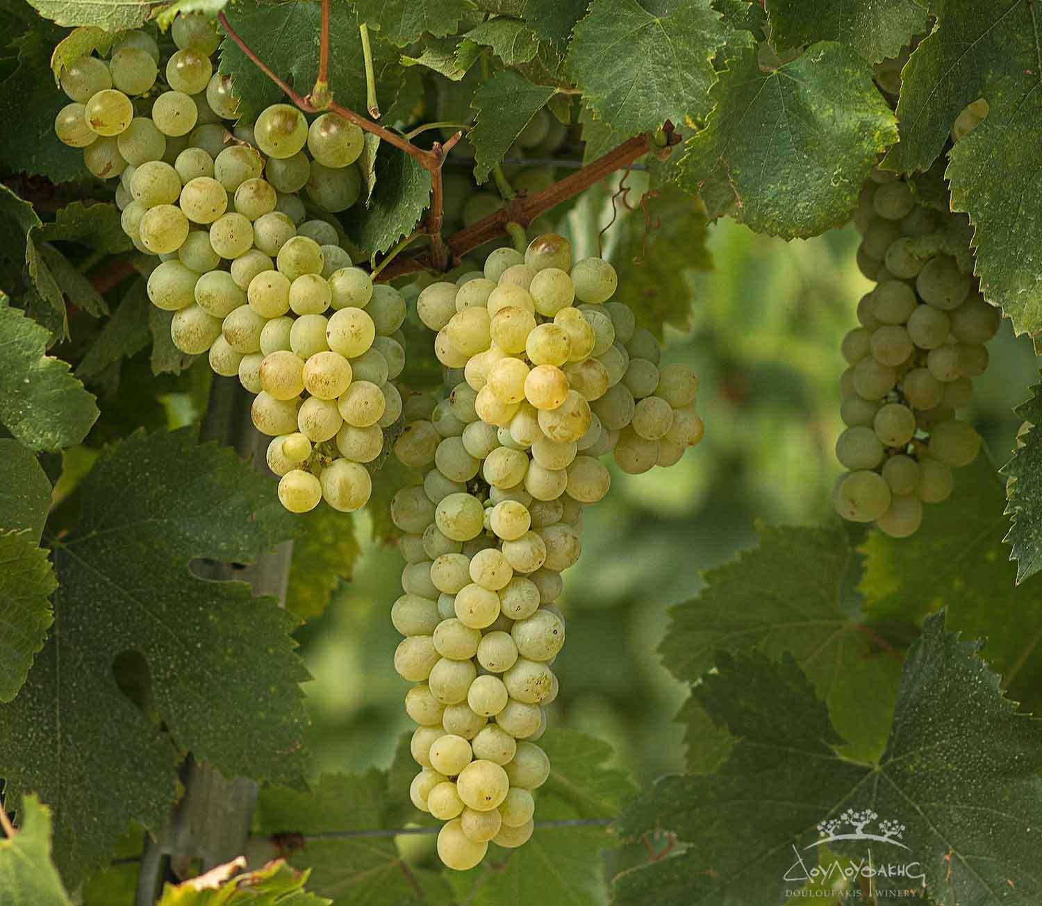 Assyrtiko