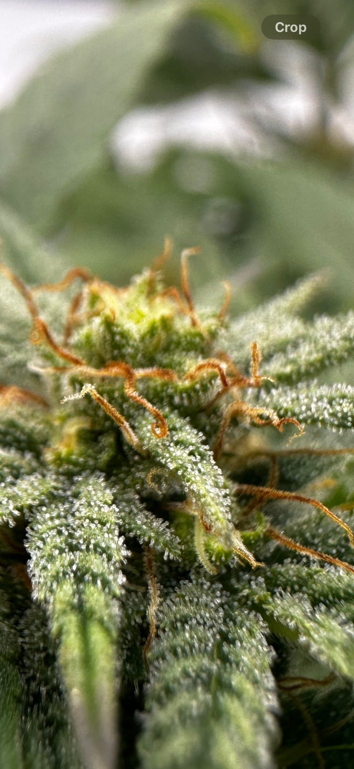 Hemp ready for cultivation $275-$300