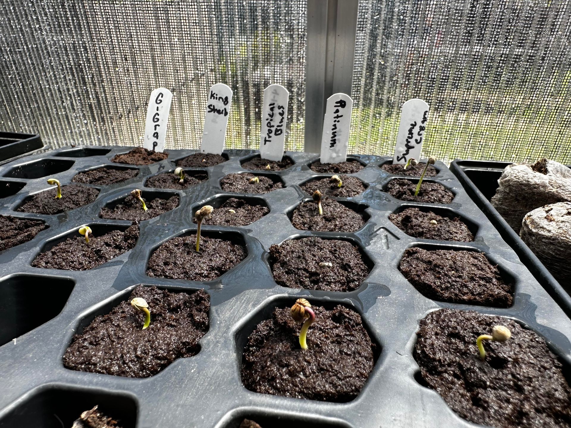 Seeds & seedling starters