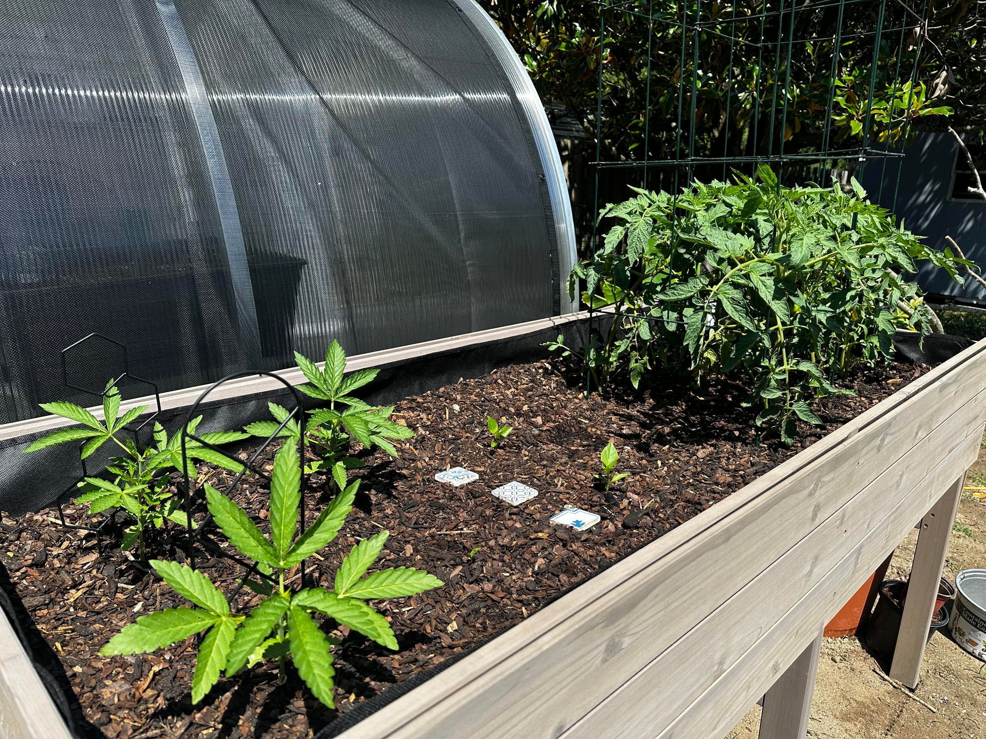 Juvenile plants(Veg phase)