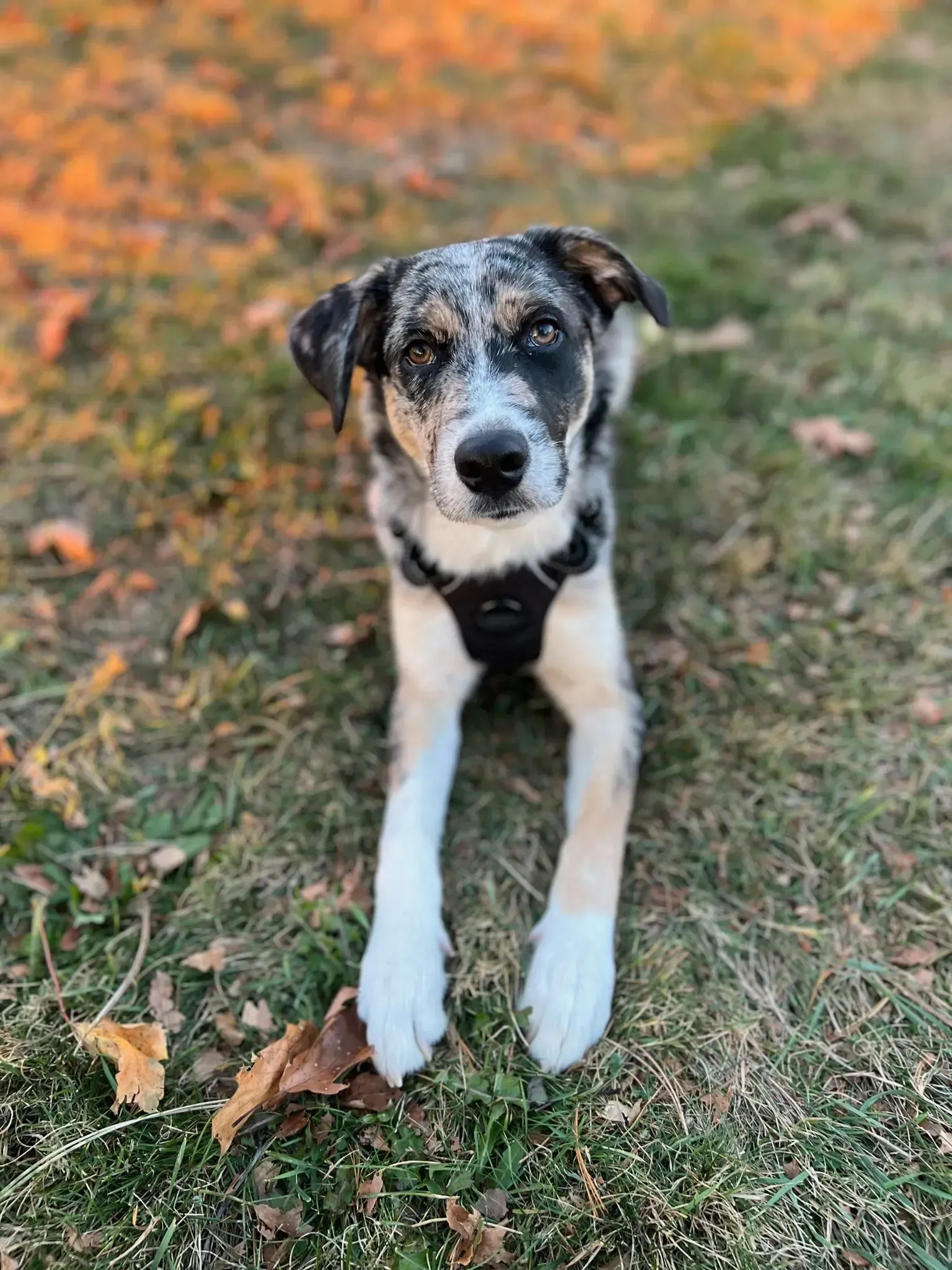 Black-and-white dog lying on grass with orange leaves, looking at the camera