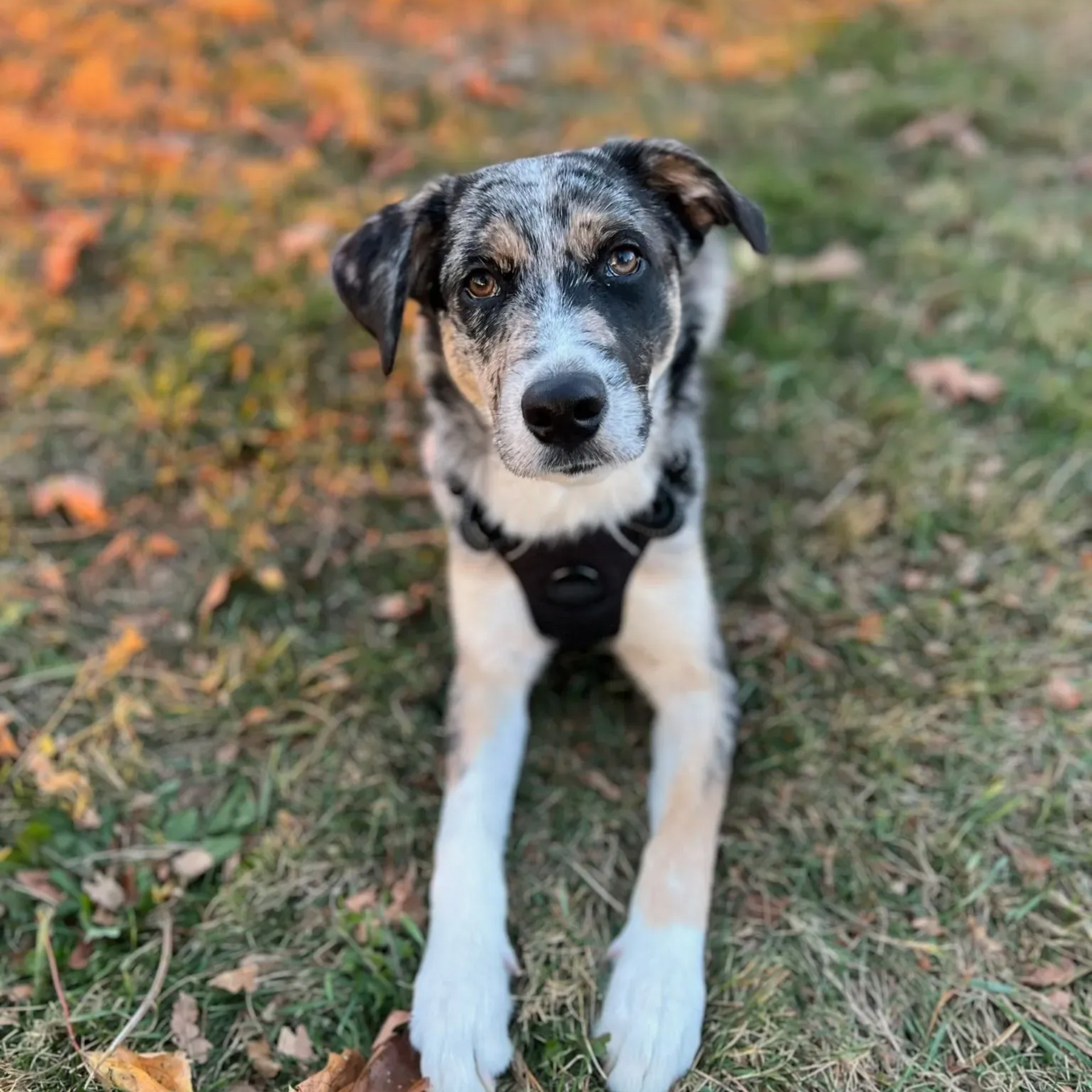 Dog on the riverfront grounds at All Seasons River Inn, a pet-friendly hotel in Leavenworth WA