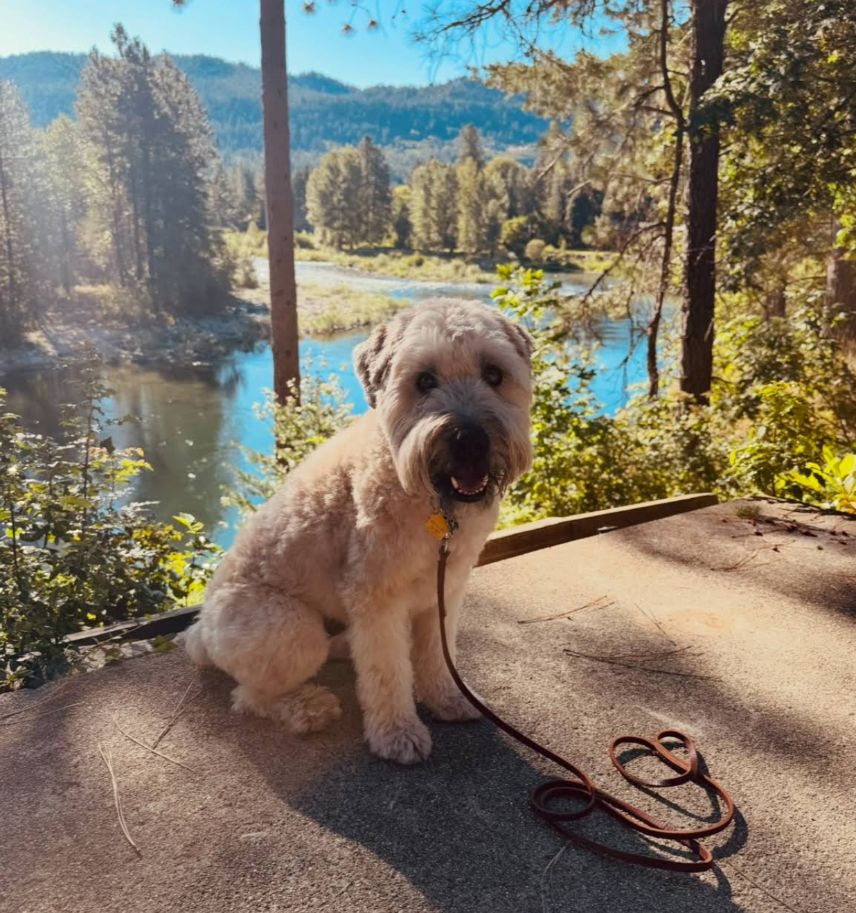 A dog on a patio overlooking the river at the All Seasons River Inn in Leavenworth