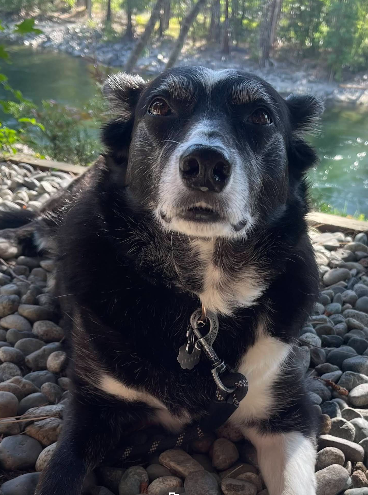 A black and white dog with a friendly expression looks up while lying on a rocky surface near a river.