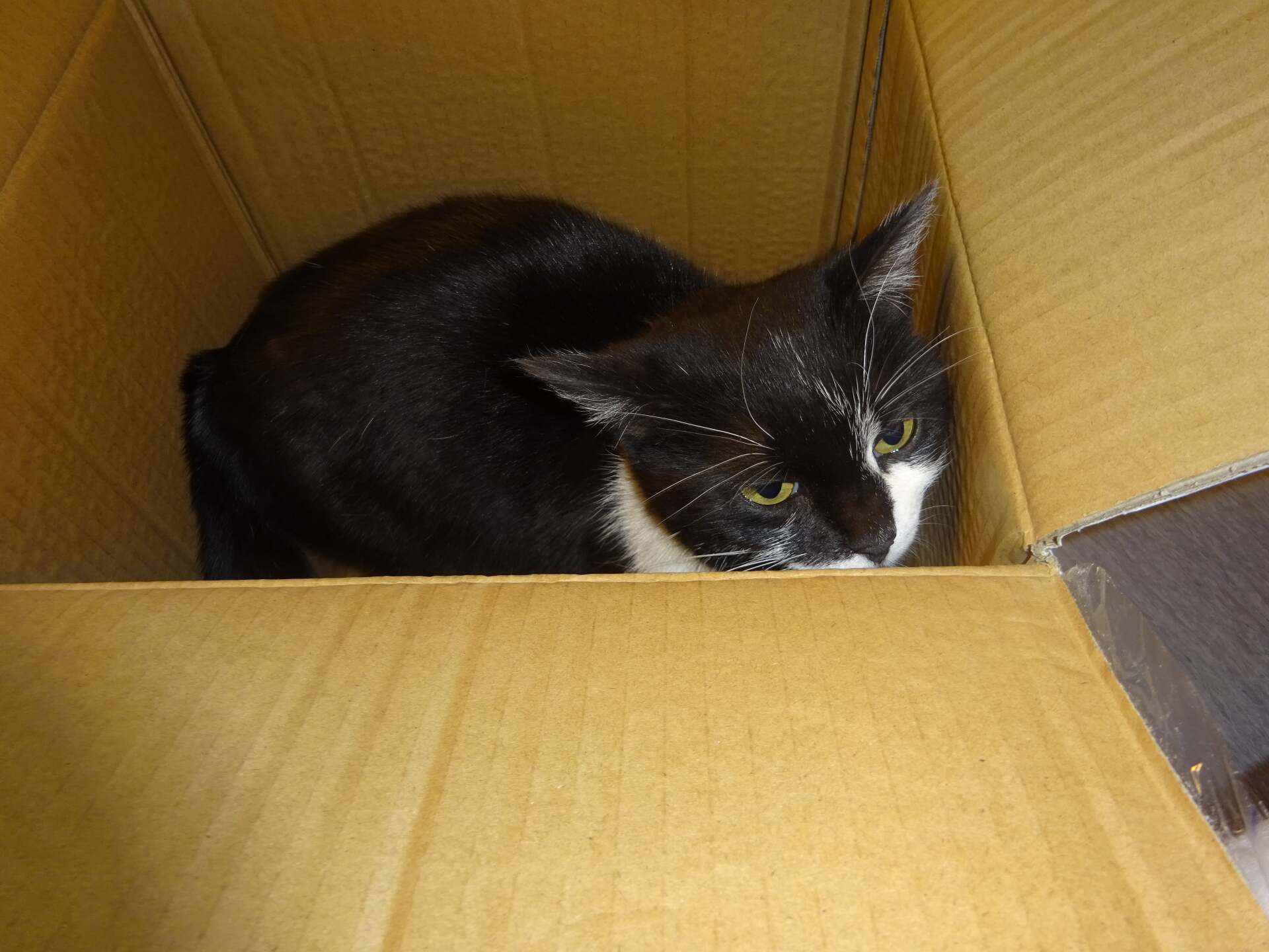 Un chat noir et blanc est allongé dans une boîte en carton