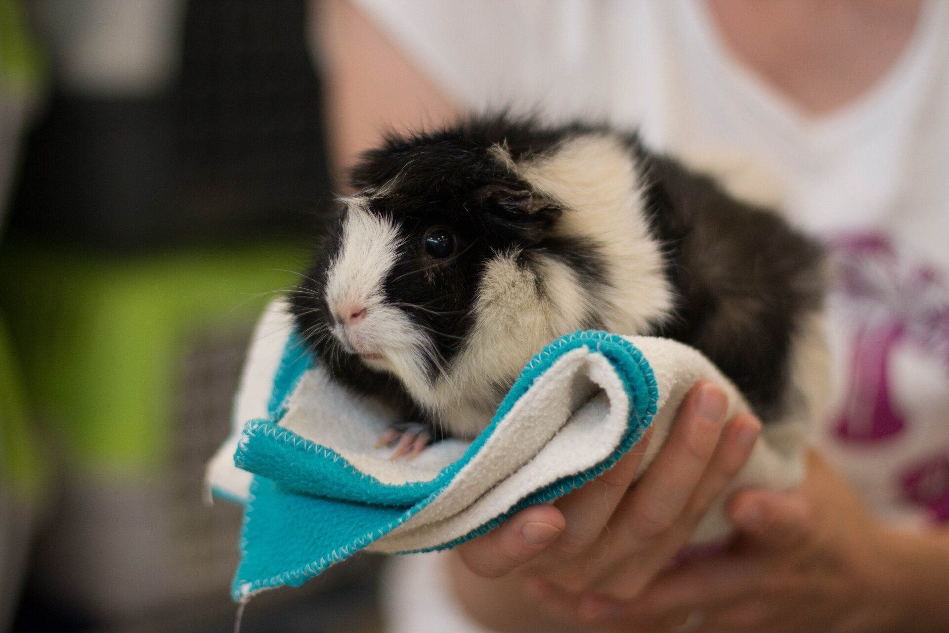 Une personne tient un cochon d'Inde noir et blanc enveloppé dans une serviette.