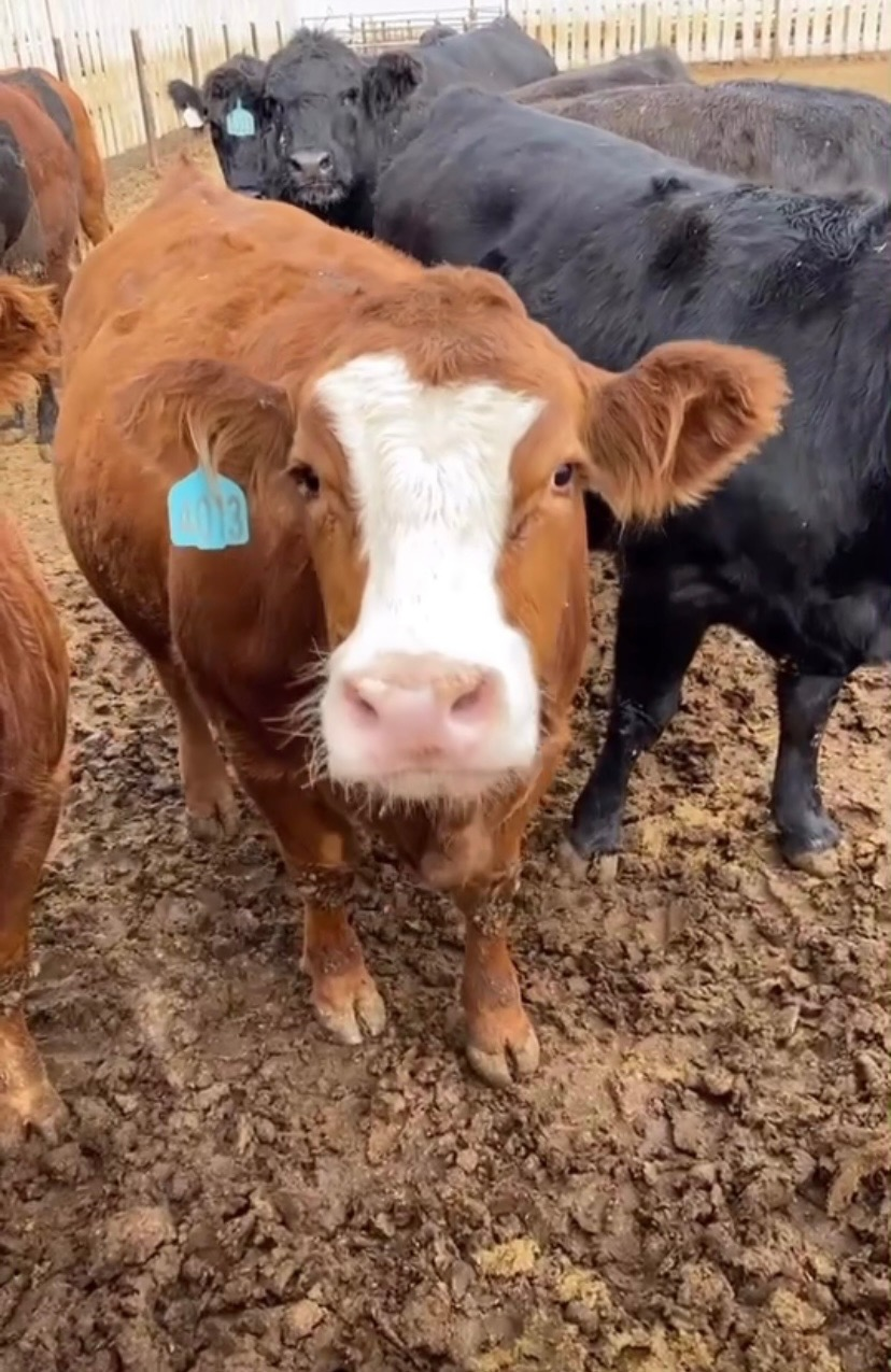 Brown and white cow looks at the camera, surrounded by other cows in a muddy pen at Coro View Farms Ltd.