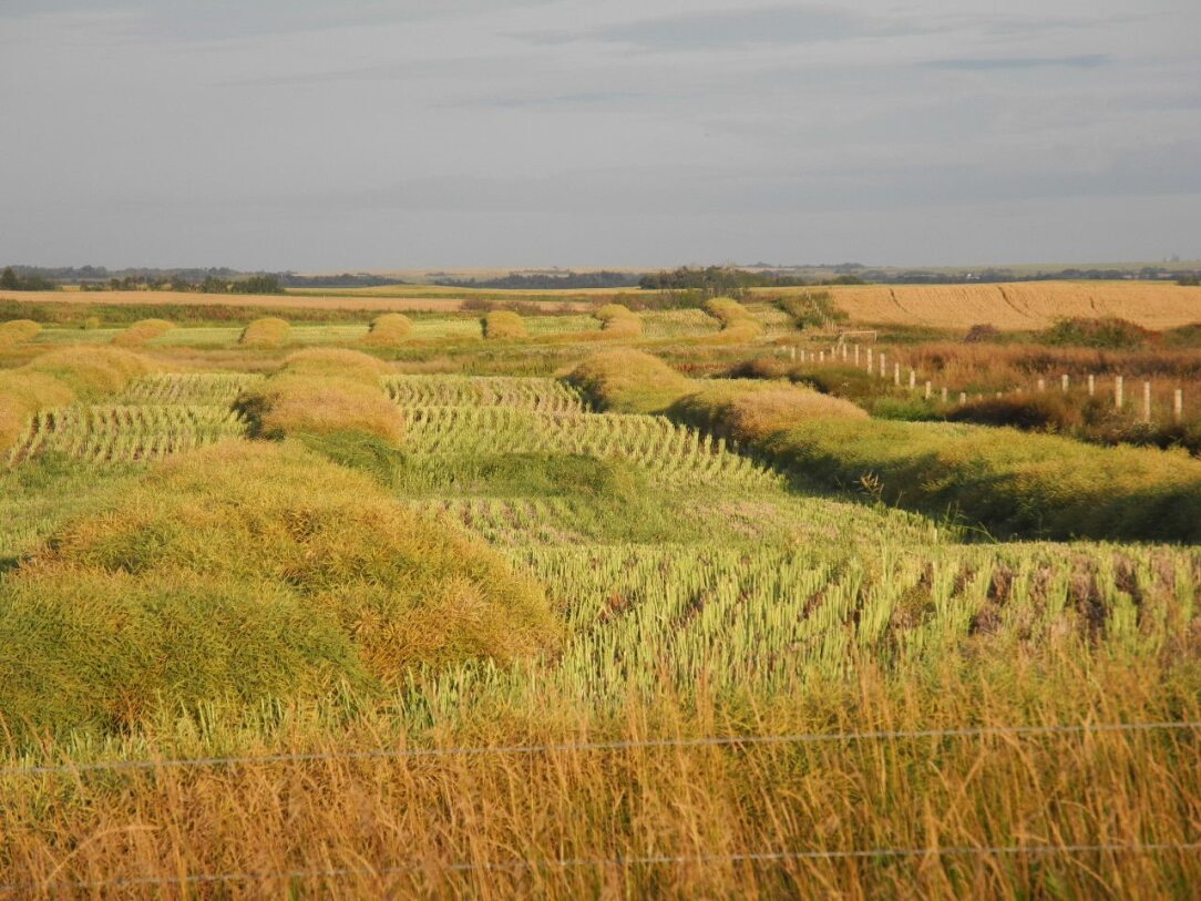 Fields of harvested crops, golden and green, with mounded hayat Coro View Farms Ltd. Cloudy sky.