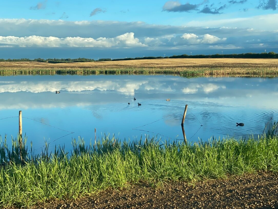 Water reflecting blue sky and clouds; grassy shore, ducks, distant field at Coro View Farms Ltd.