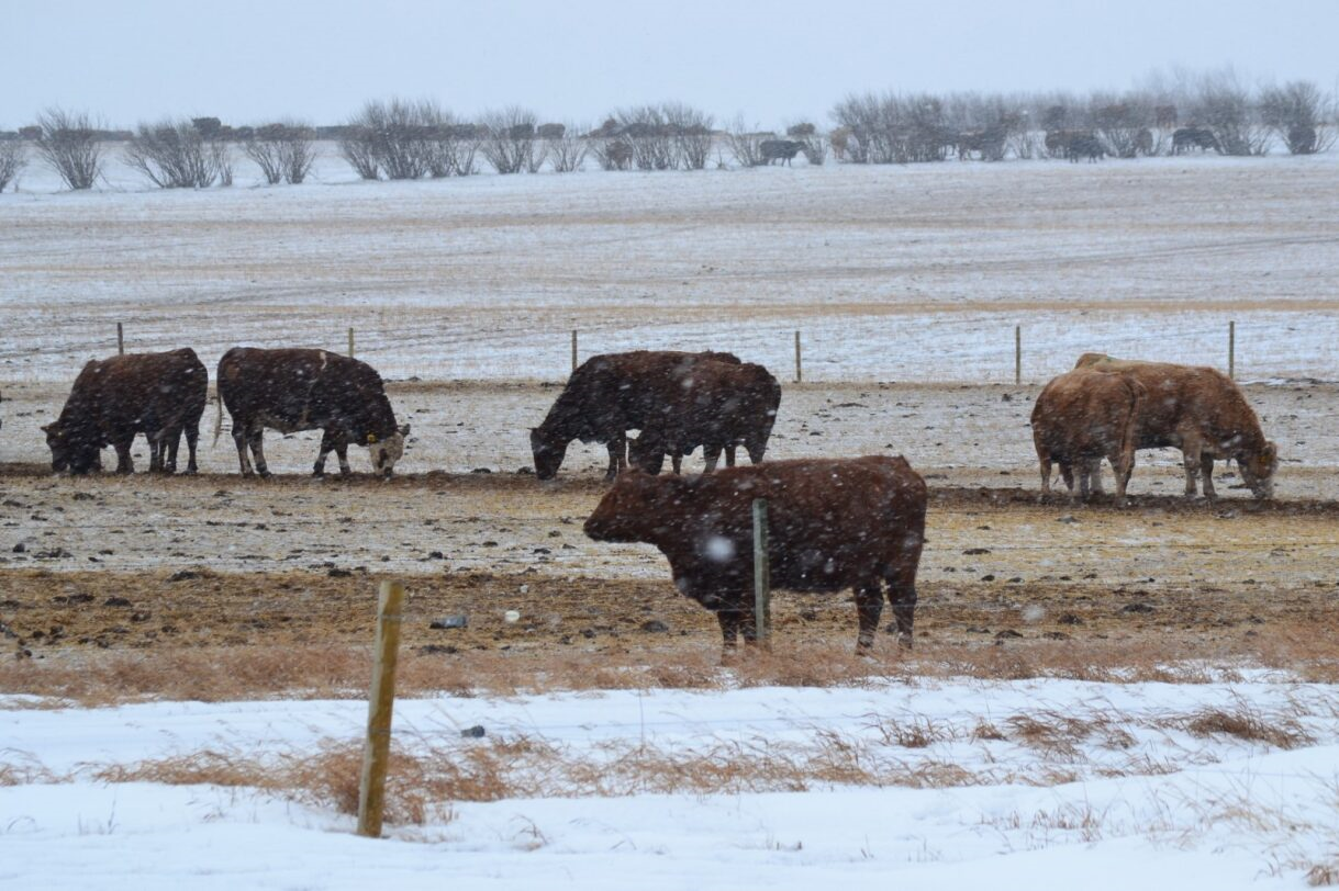 Cattle grazing in a snowy field at Coro View Farms Ltd.. Several brown cows eat grass. Snowflakes fall.