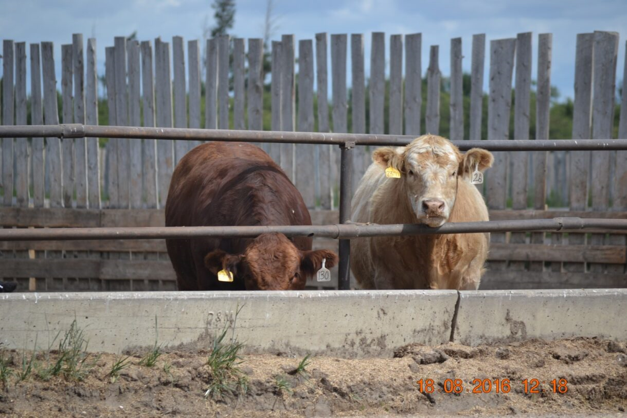 Two cows, one brown and one tan, stand in a fenced pen at Coro View Farms Ltd.