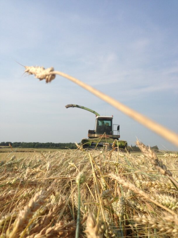 Combine harvester working in a wheat field on a sunny day.
