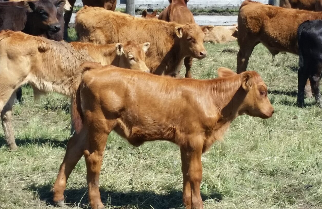 Brown calves grazing in a green field with other cattle at Coro View Farms Ltd.