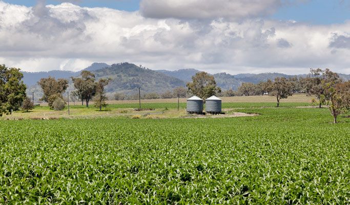 There are Two Silos in the Middle of a Green Field — Anne & Ron Johnson Fencing in Quirindi, NSW