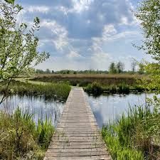 Een houten vlonderpad strekt zich uit over kalm water naar een veld onder een bewolkte hemel.