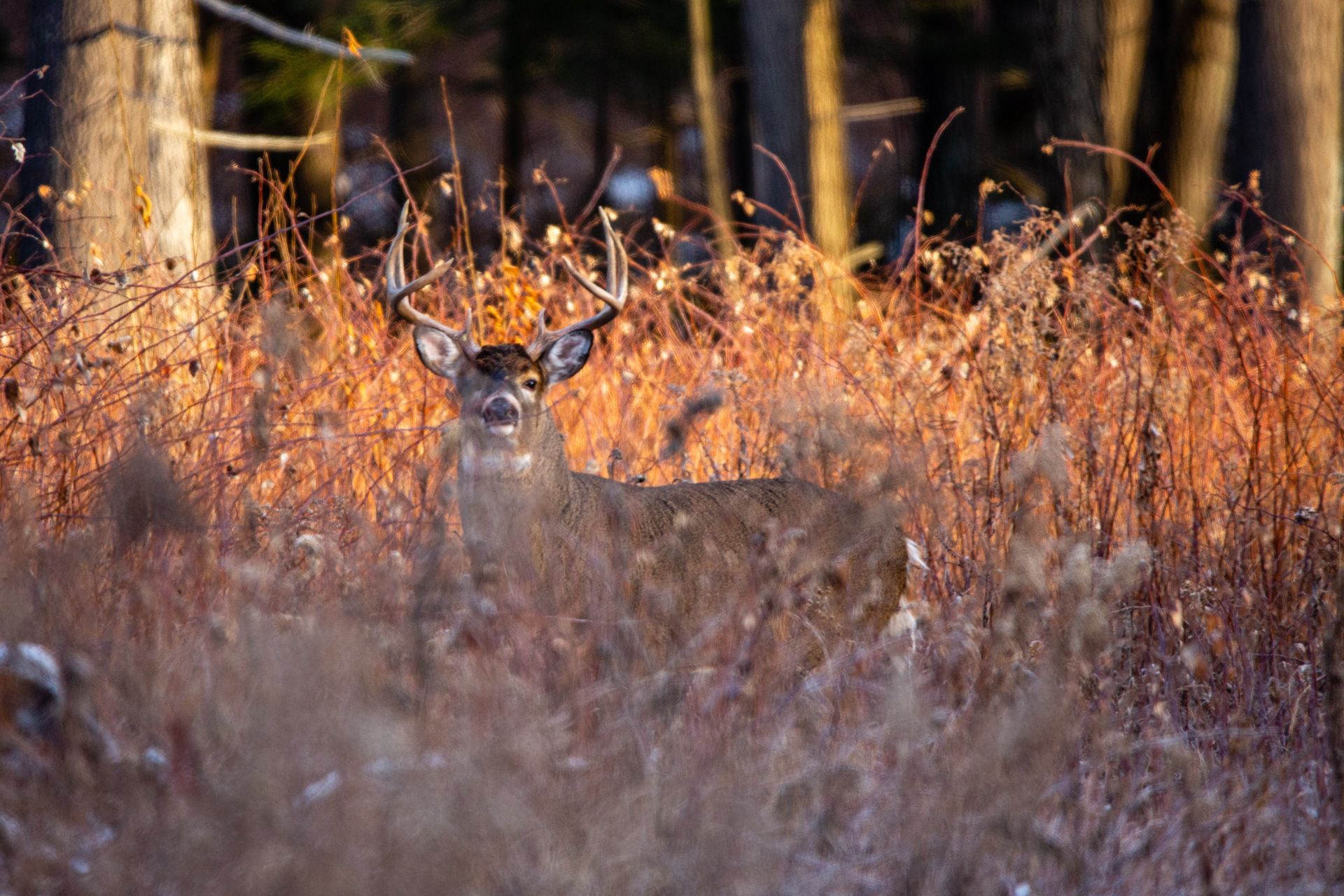 wildlife