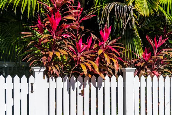 White picket fence with bright pink tropical plants and green palm leaves behind it