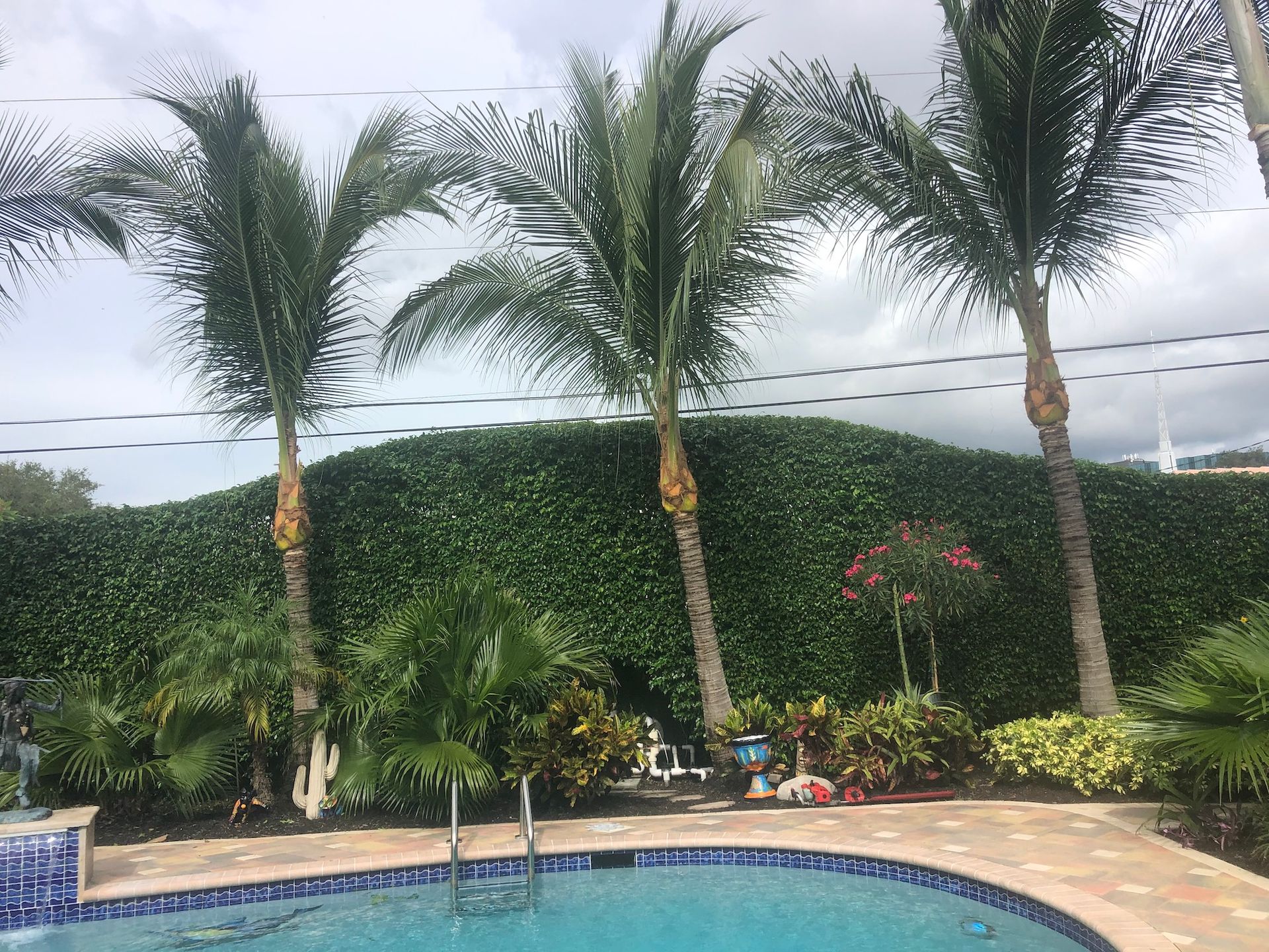 Tree Services
