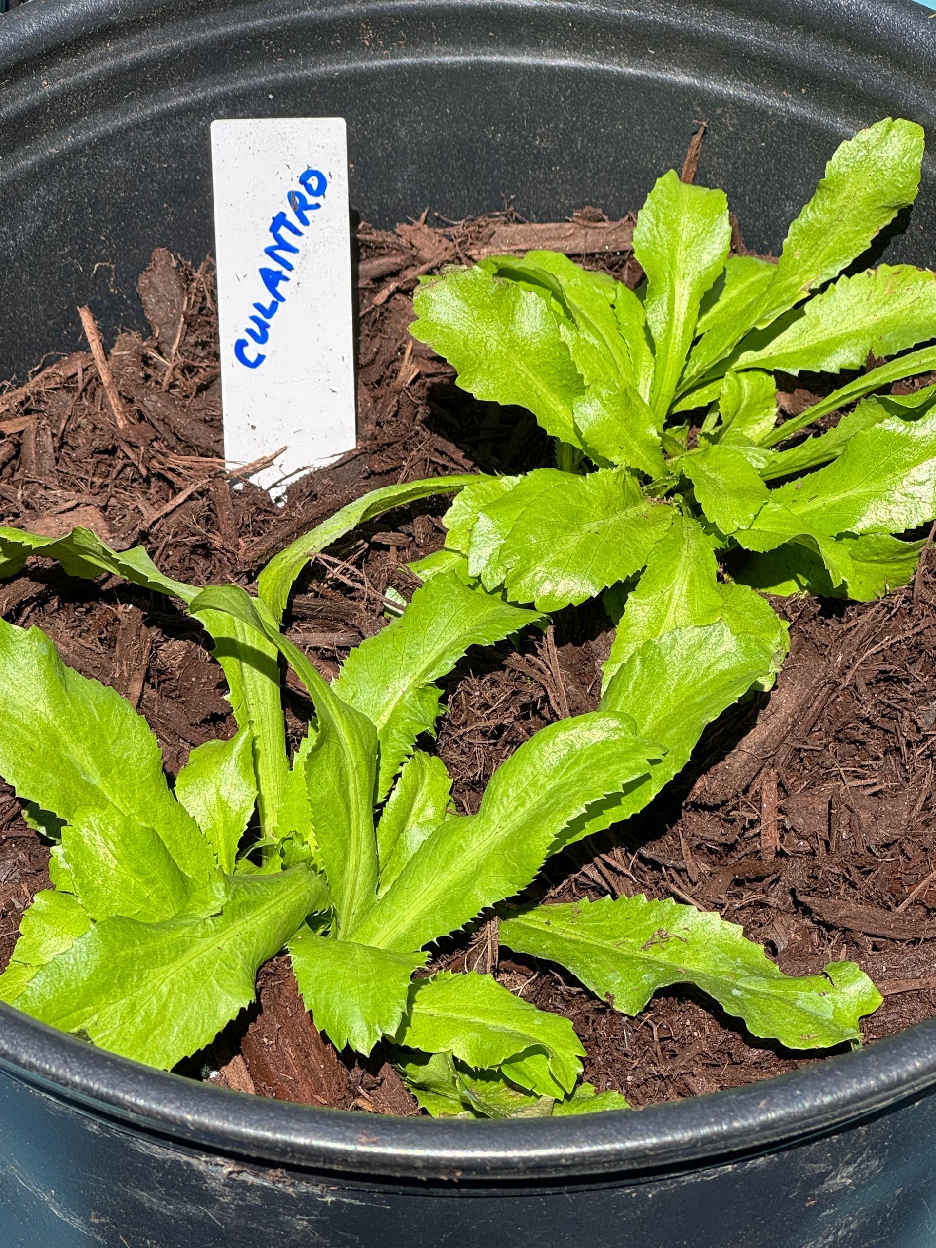 A small plant in a pot with a label that says culantro