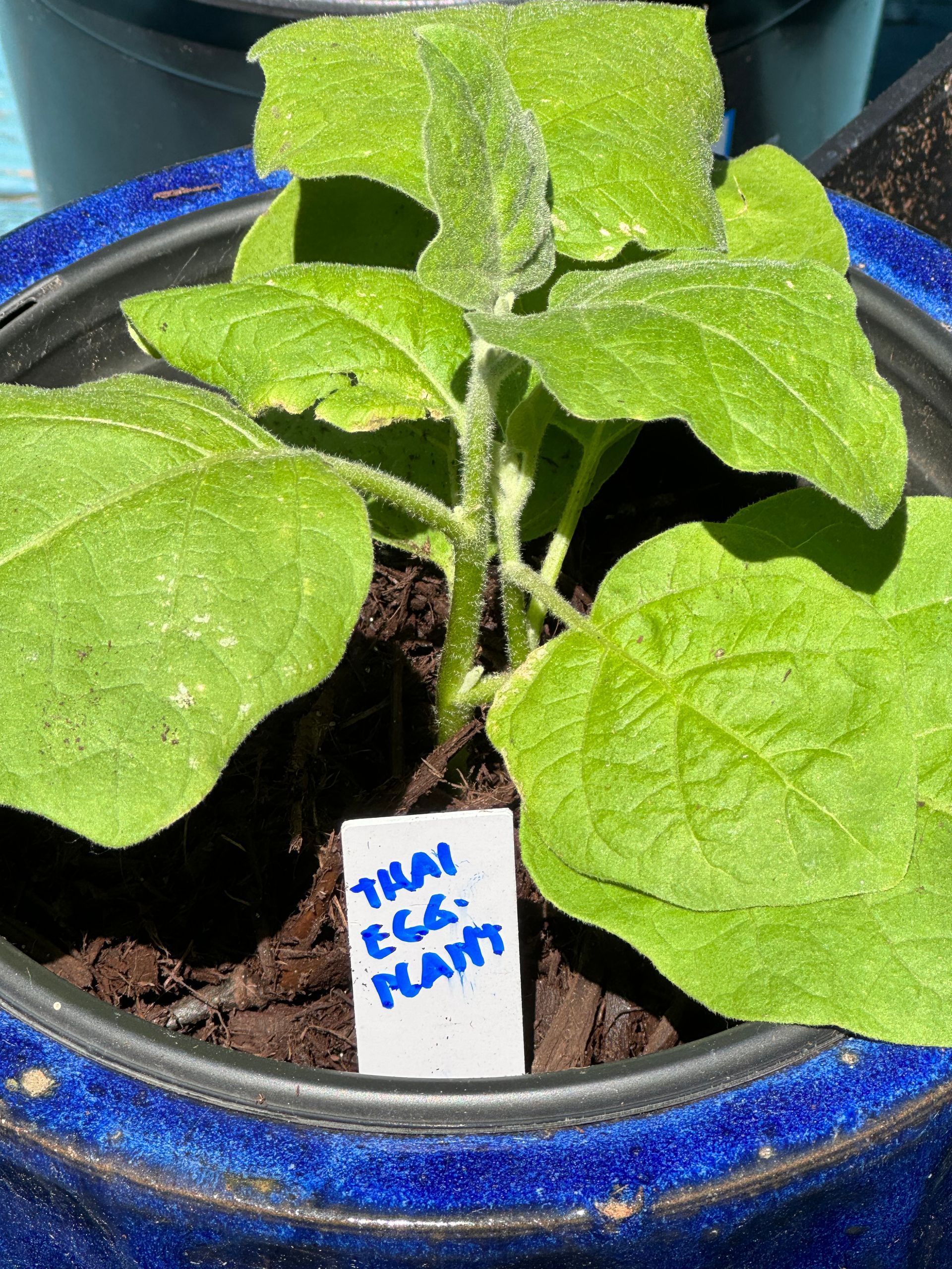 A small plant in a blue pot with a label that says thai eggplant