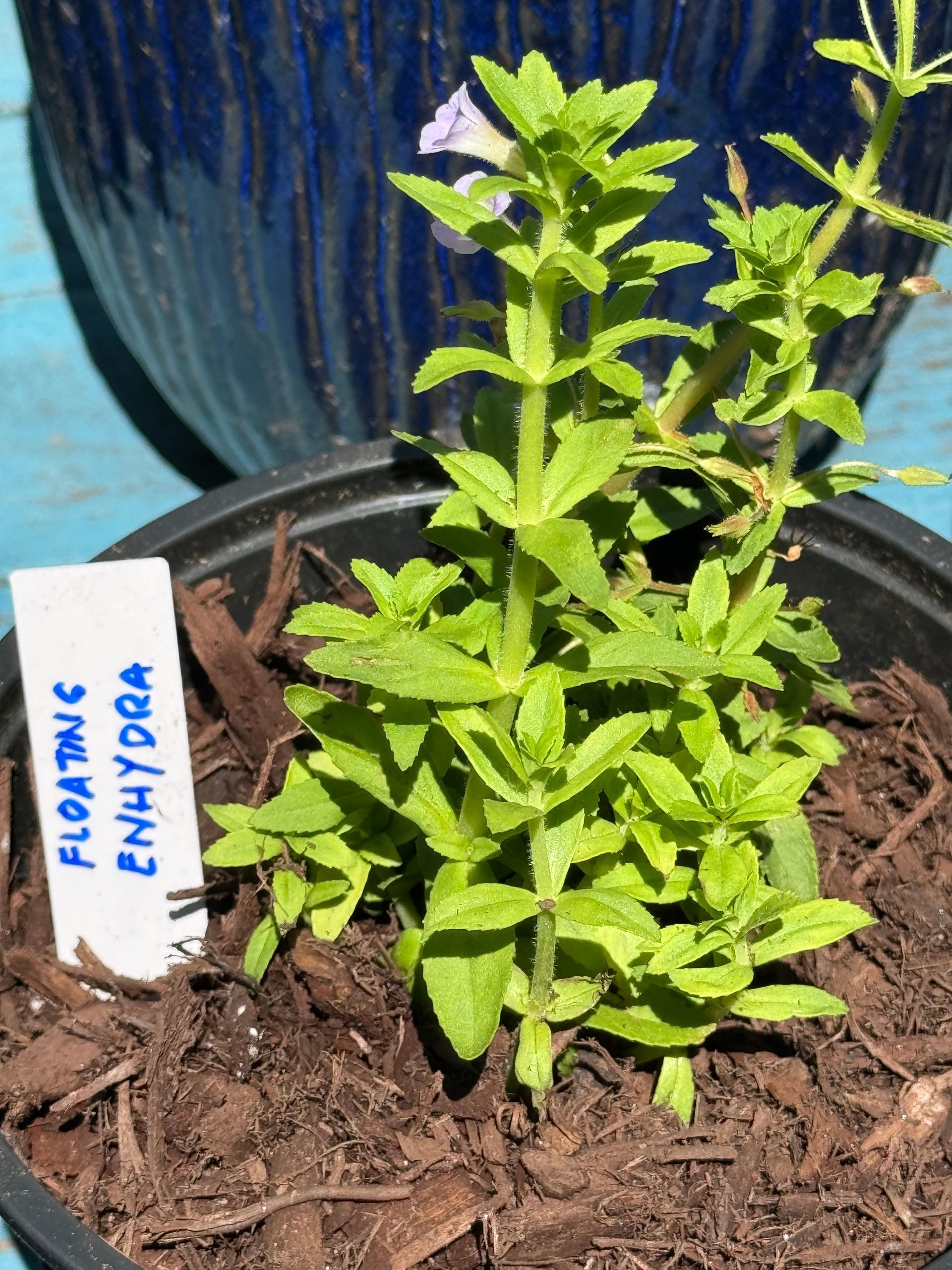 A plant in a pot with a label that says floating enhydra