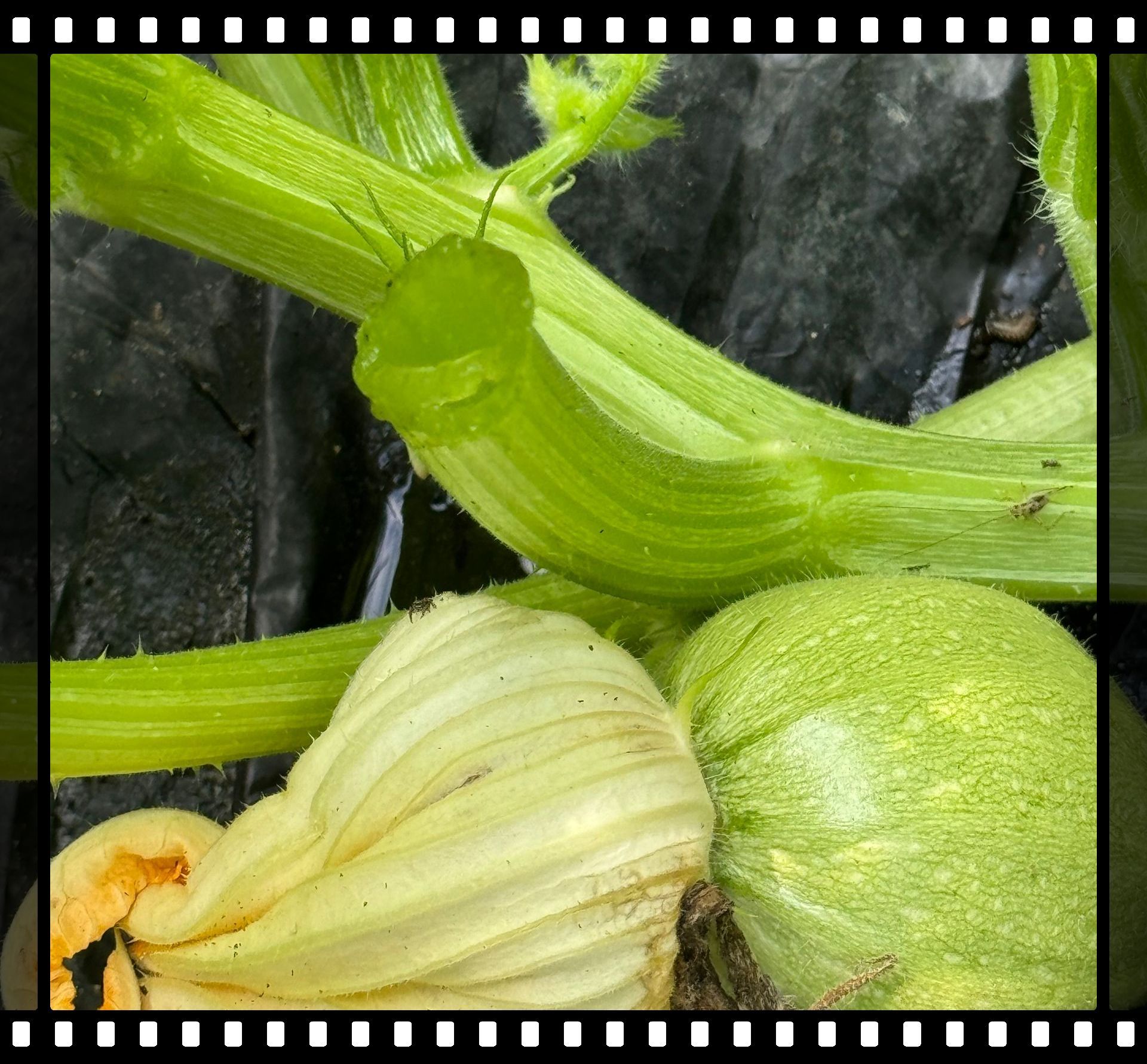 A close up of a green plant with a bug on it