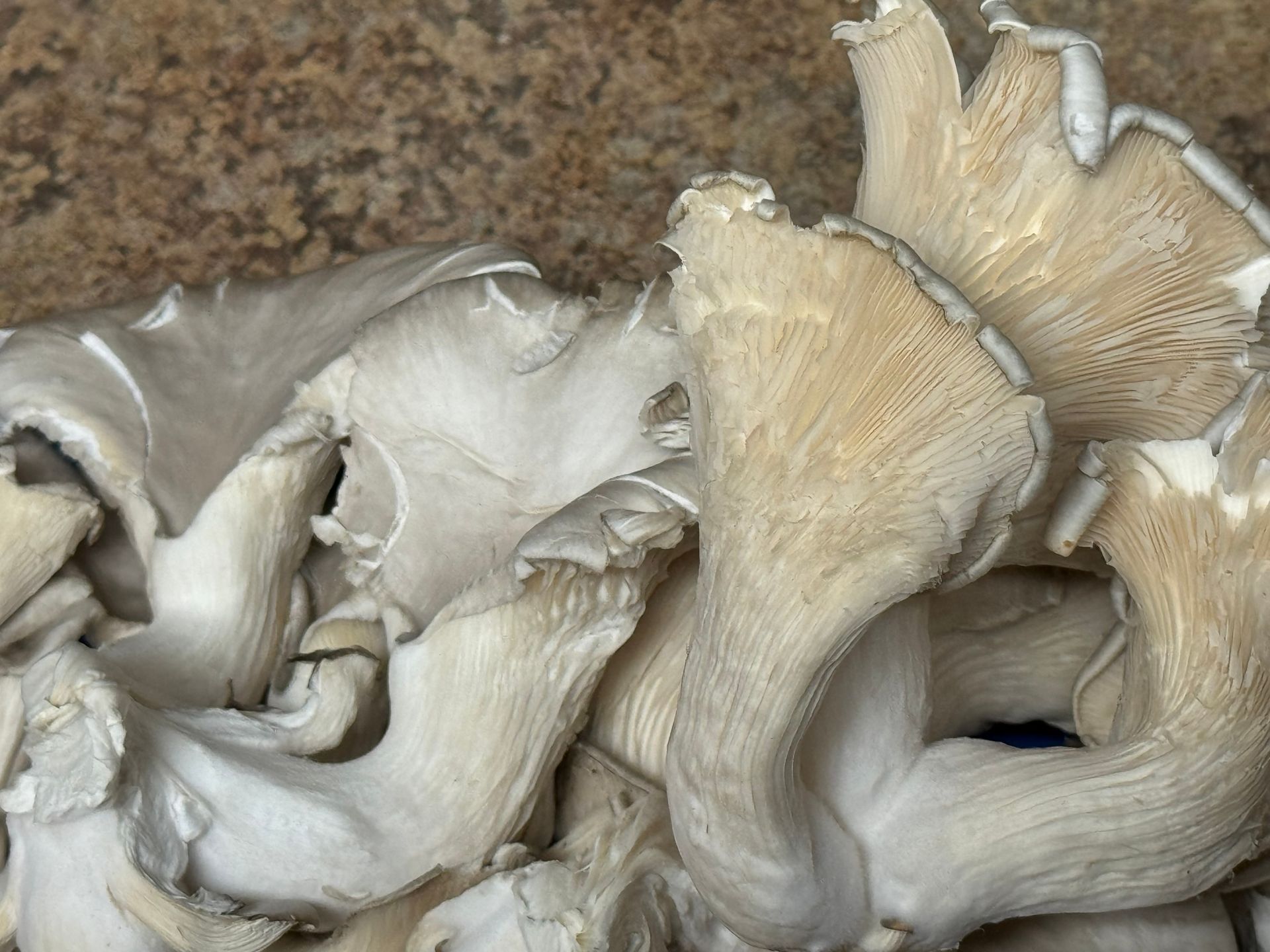 A close up of a pile of mushrooms on a table