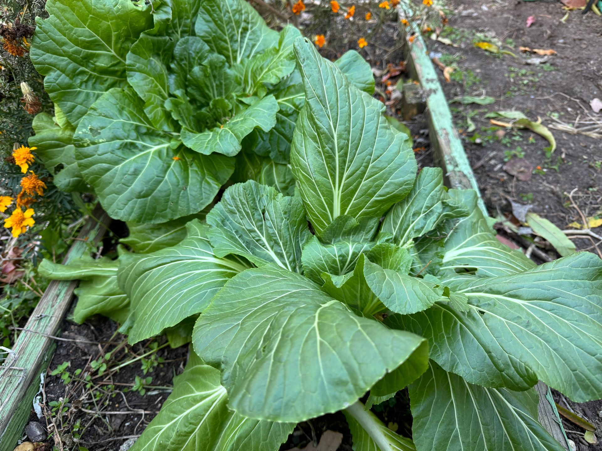 A bunch of green plants are growing in the dirt in a garden.