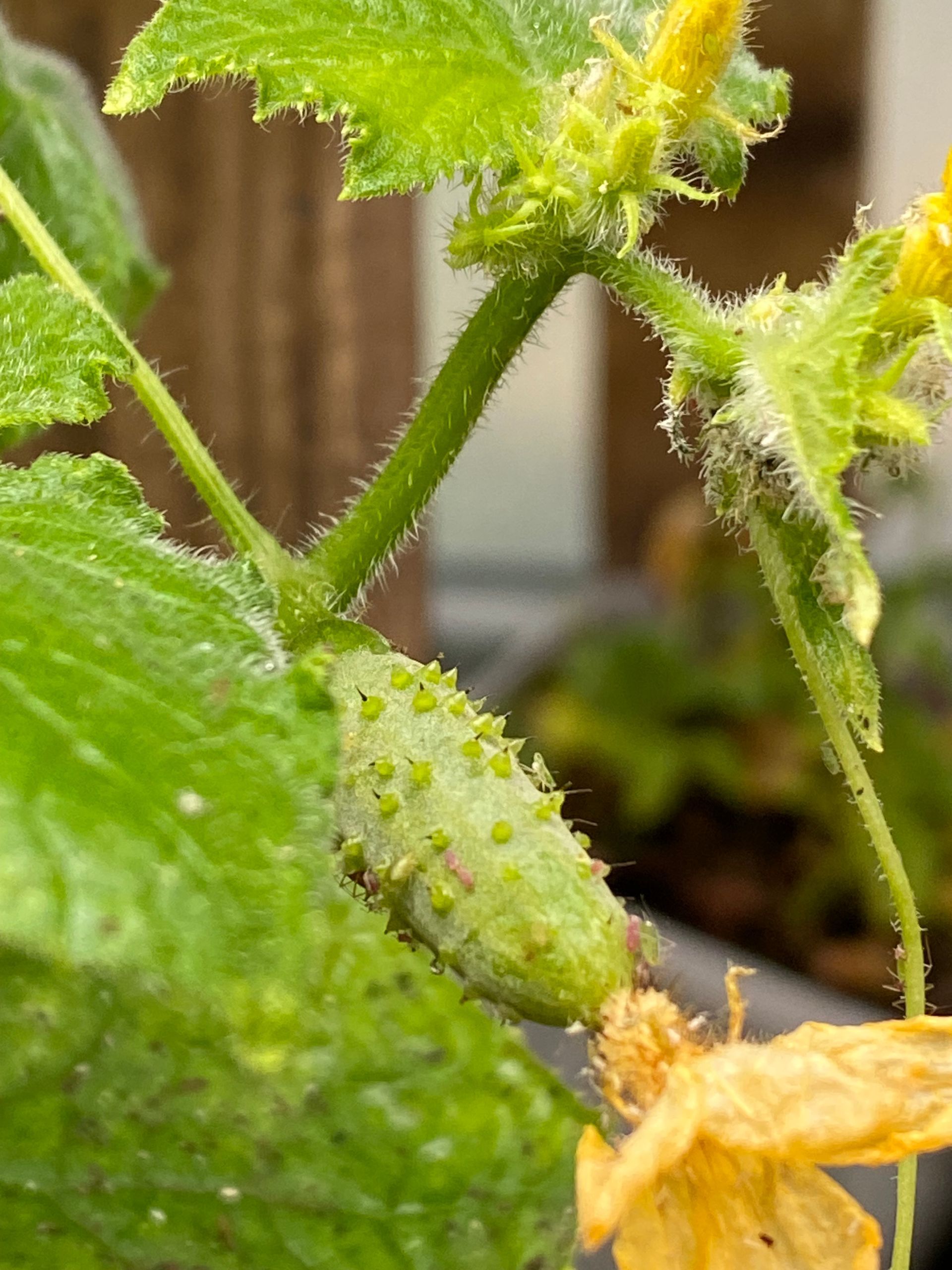 A close up of a cucumber plant with a yellow flower.